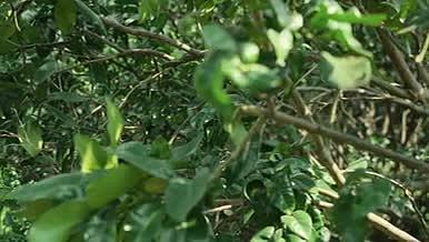 4k实拍果树上的柚子农业水果种植视频的预览图